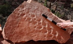 Cliff collapse at Grand Canyon reveals 313 million-year-old fossil footprints