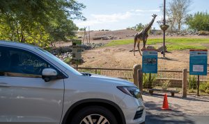Phoenix Zoo's Cruise the Zoo event returns for 3 weekends