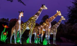 Phoenix ZooLights to return with new drive-thru option this season