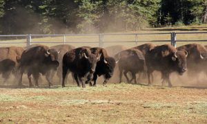 Grand Canyon opens lottery for shooting bison in the park