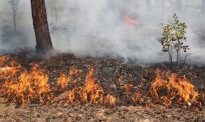 Wildfire growth slows across Arizona as crews continue to extinguish blazes