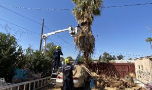 Tree trimmer dies in Phoenix after being trapped under palm fronds