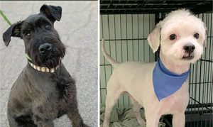 Two Arizona dogs are finalists for shelter makeover contest
