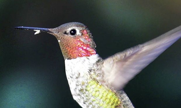 A hummingbird peruses its next sip in Ash Canyon Bird Sanctuary Saturday, Sept. 26, 2020, in Sierra...