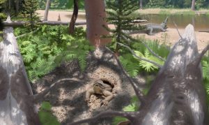 Researchers discover fossils of new species in eastern Arizona forest