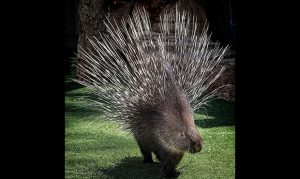 Phoenix Zoo porcupine on the mend after mammary carcinoma surgery