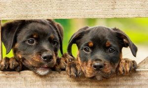 Phoenix dog owners among most sociable in America