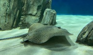 Bee the stingray returns to OdySea Aquarium following successful surgery