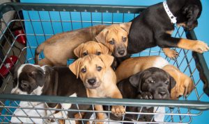 Arizona Humane Society rescue team saves 7 puppies under house