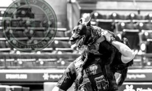 Maricopa County Sheriff’s Office mourns death of K-9 Yankee