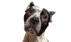 Pit bull now up for adoption after surviving vicious attack