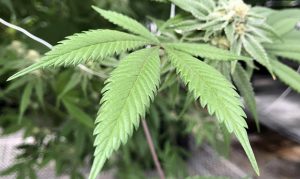 Arizona dispensaries could start recreational marijuana sales by March
