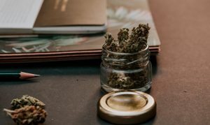 Phoenix community college rolls out cannabis business training program