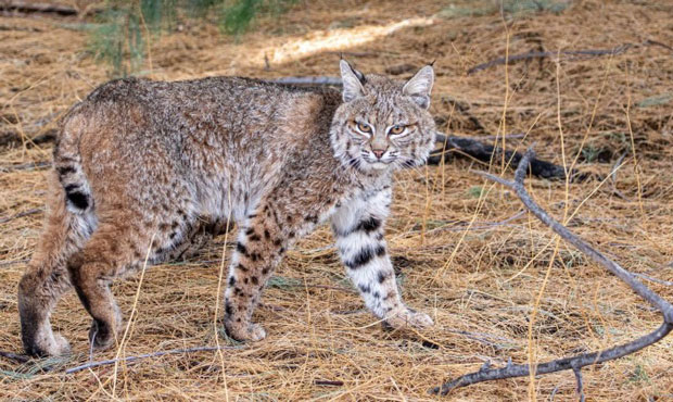 (Courtesy photo/Southwest Wildlife Conservation Center)...