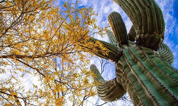 (Facebook Photo/ Arizona State Parks via @gunner_austin)...