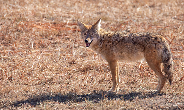 (Facebook Photo/Arizona-Sonora Desert Museum)...