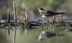 Nature photo contest for Arizona students offers $10K in prizes