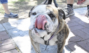 Dog Days of Glendale to be held virtually, with in-person donations
