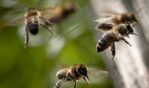 Bees attack 4 people, 2 dogs in Glendale yard