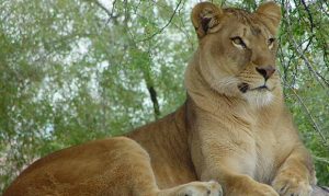 Cookie, 22-year-old lion at Phoenix Zoo, euthanized due to declining health