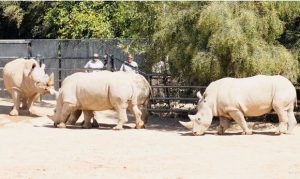 Rare rhino sent to Wildlife World Zoo in West Valley for breeding program