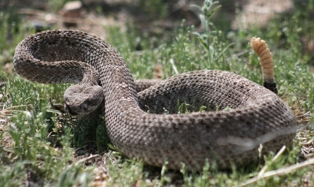 (Courtesy photo/Phoenix Herpetological Sanctuary)...