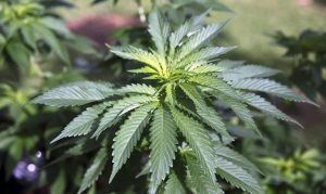 Arizona's largest marijuana dispensary hiring dozens of employees