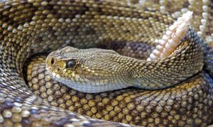 As temperatures rise, experts warn of increased rattlesnake encounters
