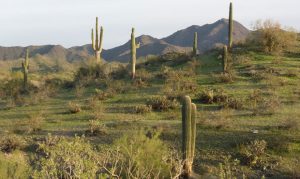 Annual fire ban set to begin in Maricopa County, Phoenix parks