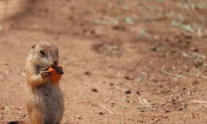 Phoenix Zoo welcomed new species and 14 prairie dog pups this week