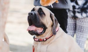 Scottsdale-based farm announces pet housing for homeless community