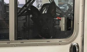Lost dog hitches a ride in Scottsdale man's FedEx truck, goes on adventure