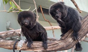 Phoenix Zoo welcomes pair of callimico monkeys to exhibit