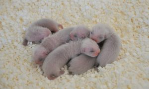 4 litters of endangered black-footed ferrets born at Phoenix Zoo