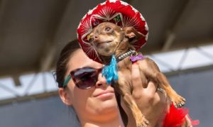 Tickets go on sale Friday for Arizona Taco Festival in October