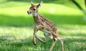 Arizona Game and Fish asks people to avoid helping baby wildlife