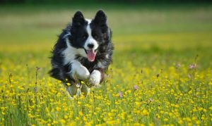 Glendale ranks No. 8 among emerging dog-friendly cities, survey finds
