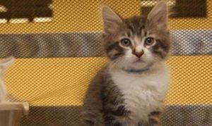 Annual AAWL kitten adoption clinic returns to Scottsdale Quarter