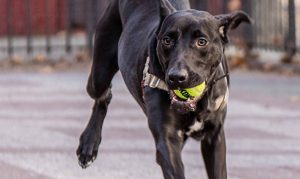 Maricopa County approves funding for new animal shelter to be built in Mesa