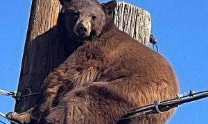 Bear takes liking to utility poles, climbs 2 in Arizona border city
