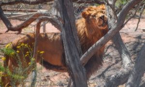 Arizona sanctuary caring for 7 big cats seized from 'Tiger King' facility