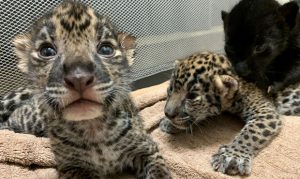 Jaguar cubs born at Wildlife World Zoo, Aquarium & Safari Park