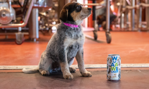 Animal shelter to release AAWLager beer to celebrate 50th anniversary