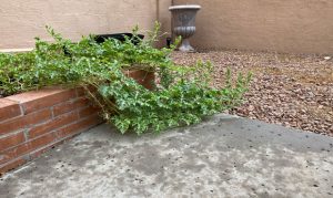 Phoenix gets first measurable rain in nearly 2 months