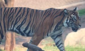 Female Sumatran tiger comes to Phoenix Zoo for breeding program