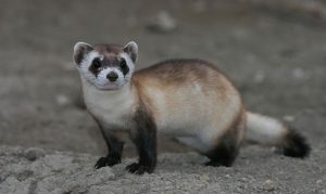 Black-footed ferret on the way back in Arizona, but hurdles remain
