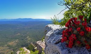 Multiple national forests in Arizona reopen after rains reduce fire risk