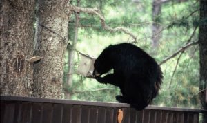 Arizona Game and Fish advises against giving wildlife food, littering
