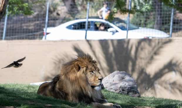 May 8, 2020 Zoo Cruise, day one. (Seibert Photo)...