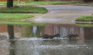 2021 monsoon makes a big splash in Arizona's deep drought